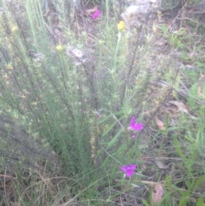 Vicia sativa subsp. nigra at Corrowong, NSW - 17 Nov 2016