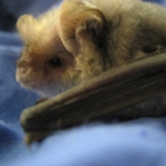 Nyctophilus geoffroyi (Lesser Long-eared Bat) at Corrowong, NSW - 3 Jan 2016 by BlackFlat