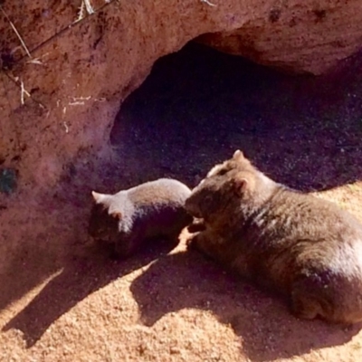 Vombatus ursinus (Bare-nosed Wombat) at Corrowong, NSW - 23 Aug 2017 by BlackFlat