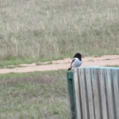 Melanodryas cucullata cucullata (Hooded Robin) at Corrowong, NSW - 16 Apr 2017 by BlackFlat