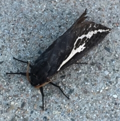 Abantiades atripalpis (Bardee grub/moth, Rain Moth) at Mirador, NSW - 10 May 2018 by hynesker1234