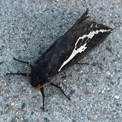 Abantiades atripalpis (Bardee grub/moth, Rain Moth) at Mirador, NSW - 11 May 2018 by hynesker1234