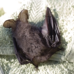 Nyctophilus geoffroyi (Lesser Long-eared Bat) at Illilanga & Baroona - 6 Jul 2013 by Illilanga