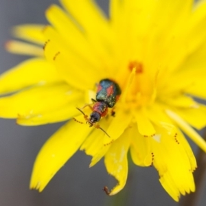 Dicranolaius villosus at Illilanga & Baroona - 26 Oct 2017