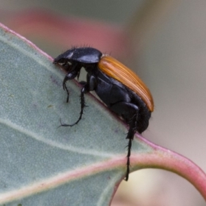 Phyllotocus rufipennis at Illilanga & Baroona - 3 Nov 2017