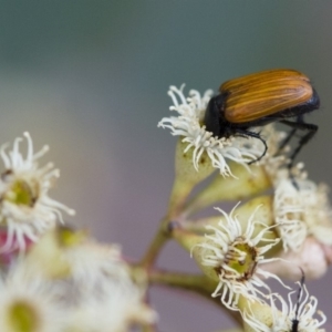 Phyllotocus rufipennis at Illilanga & Baroona - 3 Nov 2017