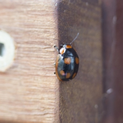 Paropsisterna beata (Blessed Leaf Beetle) at Illilanga & Baroona - 31 Jan 2017 by Illilanga