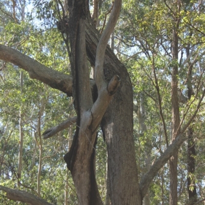 Native tree with hollow(s) (Native tree with hollow(s)) at Murramarang National Park - 23 Jul 2018 by nickhopkins