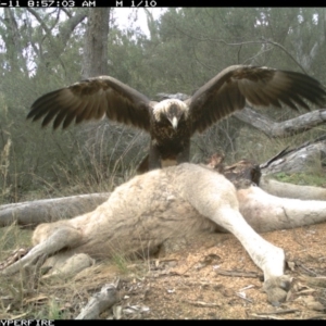 Aquila audax at Illilanga & Baroona - 11 May 2012