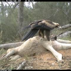 Aquila audax at Illilanga & Baroona - 11 May 2012 09:00 AM