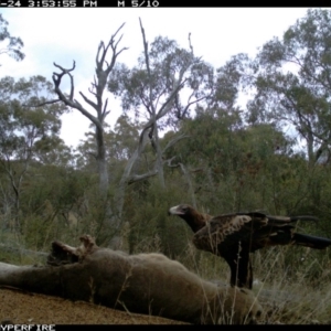 Aquila audax at Illilanga & Baroona - 24 May 2012 04:05 PM