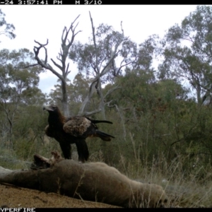 Aquila audax at Illilanga & Baroona - 24 May 2012 04:05 PM