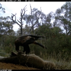 Aquila audax at Illilanga & Baroona - 24 May 2012 04:05 PM