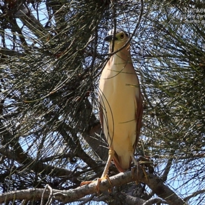 Nycticorax caledonicus (Nankeen Night-Heron) at Burrill Lake, NSW - 2 Nov 2014 by Charles Dove