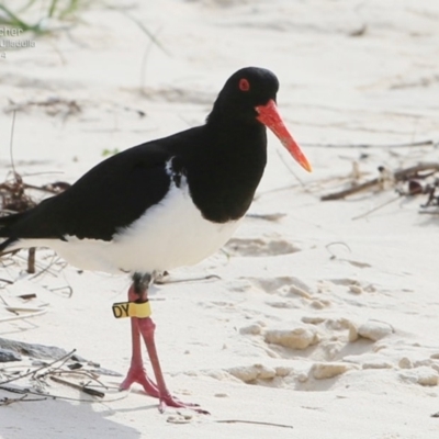 Haematopus longirostris (Australian Pied Oystercatcher) at Ulladulla, NSW - 3 Nov 2014 by Charles Dove