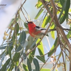 Myzomela sanguinolenta (Scarlet Honeyeater) at Yatteyattah Nature Reserve - 31 Oct 2014 by Charles Dove