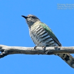 Chrysococcyx lucidus (Shining Bronze-Cuckoo) at South Pacific Heathland Reserve - 31 Oct 2014 by Charles Dove