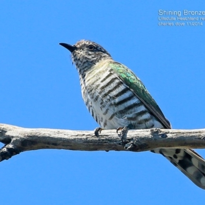 Chrysococcyx lucidus (Shining Bronze-Cuckoo) at South Pacific Heathland Reserve - 31 Oct 2014 by Charles Dove