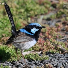 Malurus cyaneus (Superb Fairywren) at Ulladulla, NSW - 2 Nov 2014 by CharlesDove