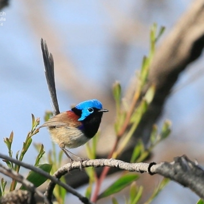 Malurus lamberti (Variegated Fairywren) at Ulladulla - Warden Head Bushcare - 5 Nov 2014 by CharlesDove