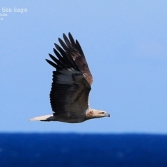 Haliaeetus leucogaster (White-bellied Sea-Eagle) at Ulladulla, NSW - 3 Nov 2014 by CharlesDove