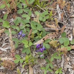 Glycine tabacina at Michelago, NSW - 14 Nov 2010