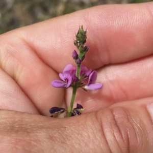 Oxytes brachypoda at Michelago, NSW - 23 Dec 2017