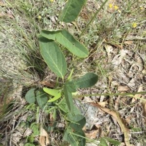 Oxytes brachypoda at Michelago, NSW - 23 Dec 2017