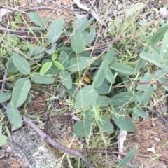 Oxytes brachypoda (Large Tick-trefoil) at Illilanga & Baroona - 3 Jan 2018 by Illilanga