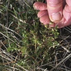 Centipeda cunninghamii at Illilanga & Baroona - 30 May 2017