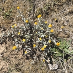 Chrysocephalum apiculatum (Common Everlasting) at Michelago, NSW - 29 Oct 2017 by Illilanga