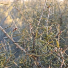 Lissanthe strigosa subsp. subulata (Peach Heath) at Greenway, ACT - 17 Jul 2018 by michaelb