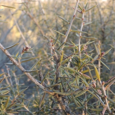 Lissanthe strigosa subsp. subulata (Peach Heath) at Greenway, ACT - 17 Jul 2018 by MichaelBedingfield