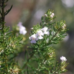 Westringia eremicola (Slender Western Rosemary) at Bungonia, NSW - 18 Apr 2018 by natureguy