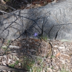 Wahlenbergia sp. (Bluebell) at Bungonia, NSW - 17 Apr 2018 by natureguy