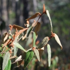 Lasiopetalum macrophyllum (Shrubby Velvet-Bush) at Bungonia, NSW - 18 Apr 2018 by natureguy