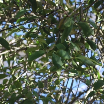 Amyema congener (A Mistletoe) at Goulburn Mulwaree Council - 18 Apr 2018 by natureguy