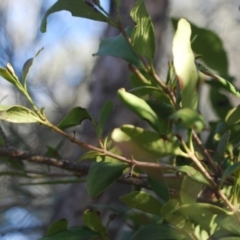 Amyema congener at Bungonia, NSW - 18 Apr 2018 09:48 AM