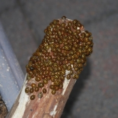 Harmonia conformis (Common Spotted Ladybird) at Wamboin, NSW - 20 Apr 2018 by natureguy