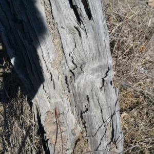 Papyrius nitidus at Jerrabomberra, ACT - suppressed