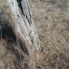 Papyrius nitidus at Jerrabomberra, ACT - suppressed