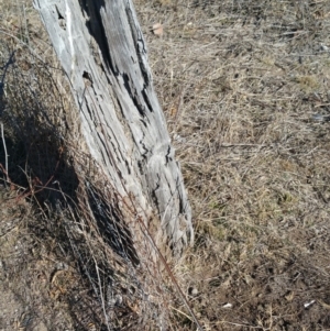 Papyrius nitidus at Jerrabomberra, ACT - suppressed