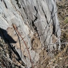 Papyrius nitidus at Jerrabomberra, ACT - suppressed
