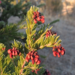 Grevillea lanigera at Greenway, ACT - 17 Jul 2018 06:32 PM