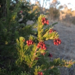 Grevillea lanigera at Greenway, ACT - 17 Jul 2018