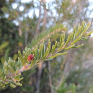 Grevillea lanigera at Greenway, ACT - 17 Jul 2018