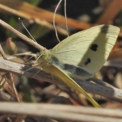 Pieris rapae (Cabbage White) at Fyshwick, ACT - 24 Jul 2018 by JohnBundock