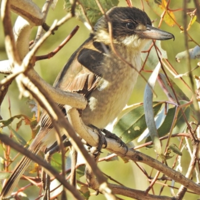 Cracticus torquatus (Grey Butcherbird) at Fyshwick, ACT - 24 Jul 2018 by JohnBundock