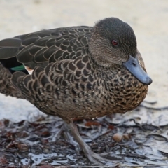 Anas castanea (Chestnut Teal) at Lake Conjola, NSW - 30 May 2014 by CharlesDove