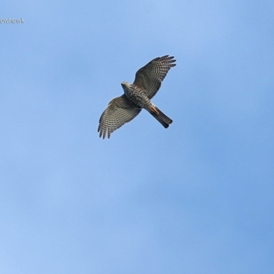 Accipiter cirrocephalus (Collared Sparrowhawk) at Lake Conjola, NSW - 29 May 2014 by Charles Dove